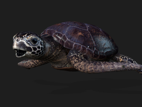 TurtleA2 3D Модель