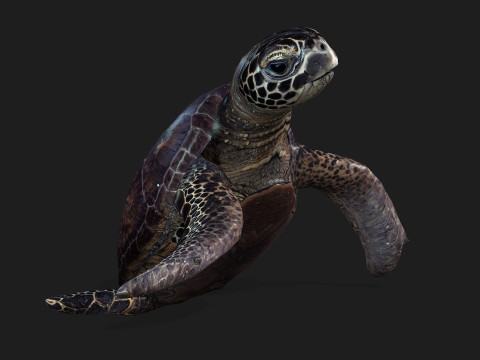 TurtleA2 3D Модель