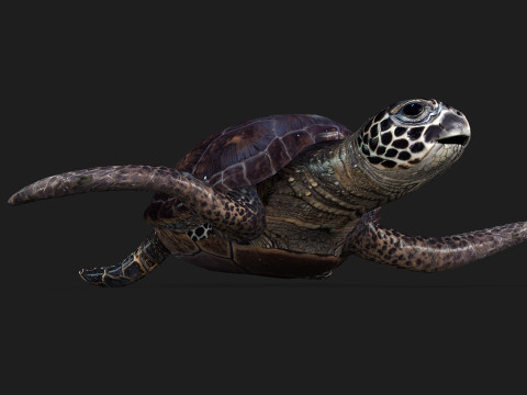 TurtleA2 3D Модель