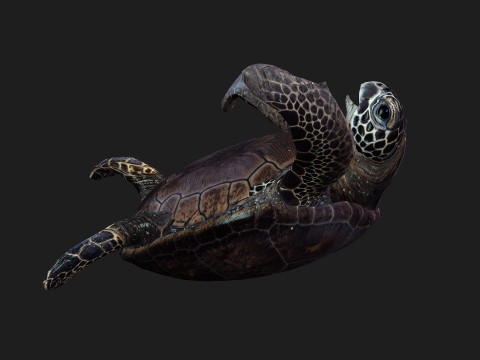 TurtleA2 3D Модель