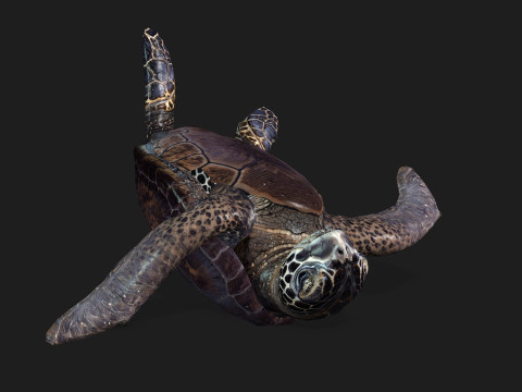 TurtleA2 3D Модель