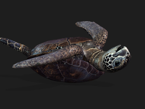 TurtleA2 3D Модель