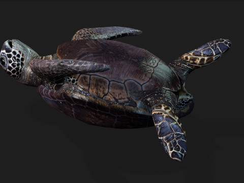 TurtleA2 3D Модель