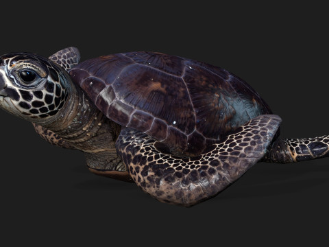TurtleA2 3D Модель