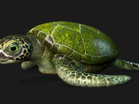 Turtle-A3 3D Model