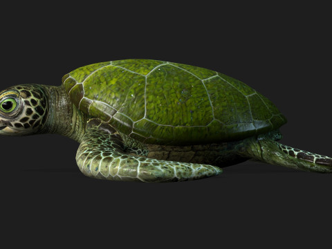 TurtleA3 3D Model