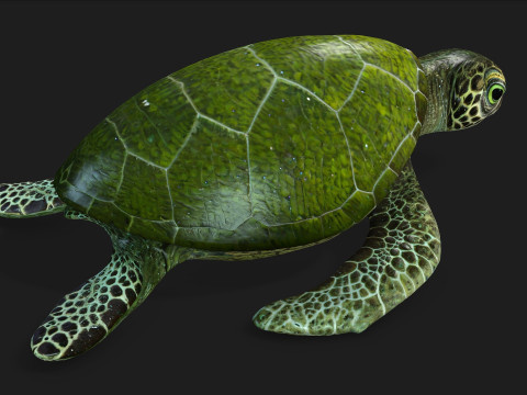 TurtleA3 3D Model