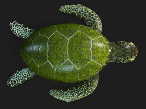 TurtleA3 3D Model