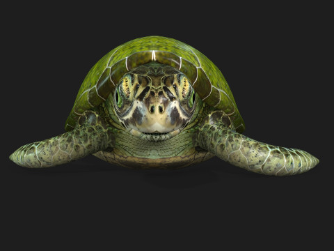 TurtleA3 3D Model