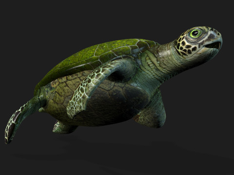 TurtleA3 3D Model