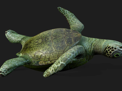 Turtle-A3 3D Model