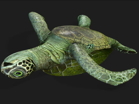 Turtle-A3 3D Model