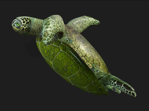 Turtle-A3 3D Model