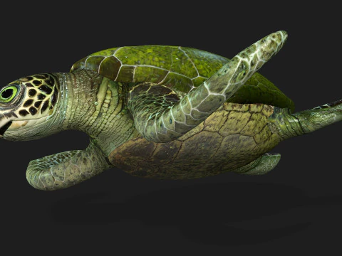 Turtle-A3 3D Model