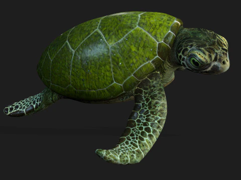 Turtle-A3 3D Model