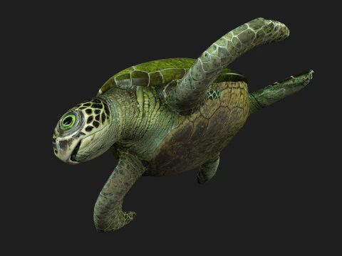 Turtle-A3 3D Model
