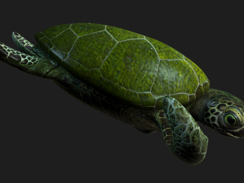 TurtleA3 3D Model