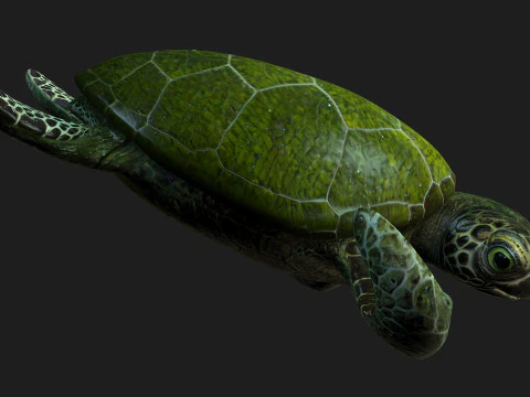 Turtle-A3 3D Model