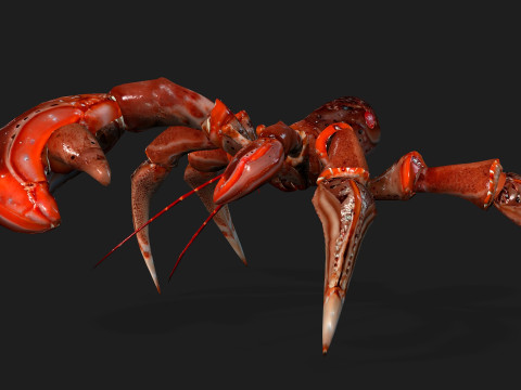 CrabA1 Model 3D