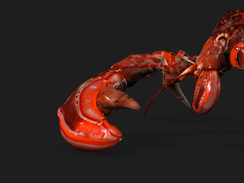 CrabA1 Model 3D