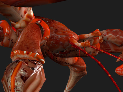 CrabA1 Model 3D