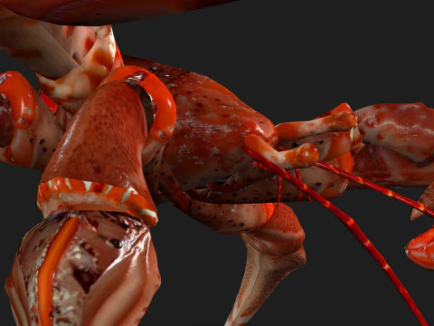 GranchioA1 Modello 3D