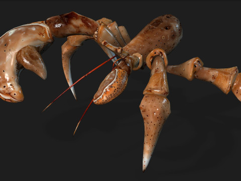 CrabA2 Modelo 3D