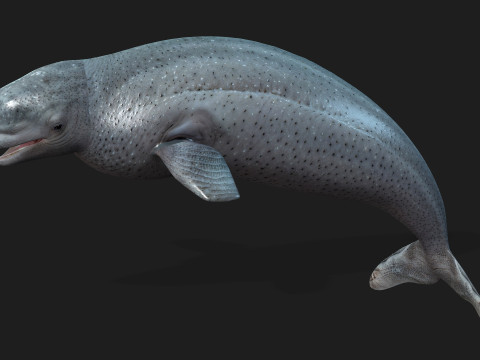 Beluga 3D Модель