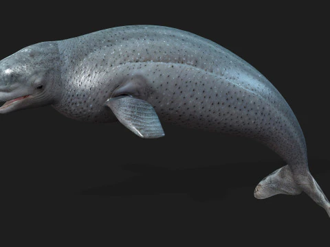Beluga 3D Model