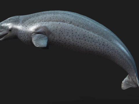 Beluga 3D Model
