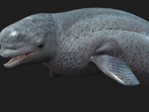 Beluga 3D Модель