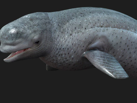 Beluga 3D Model