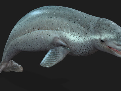 Beluga 3D Модель
