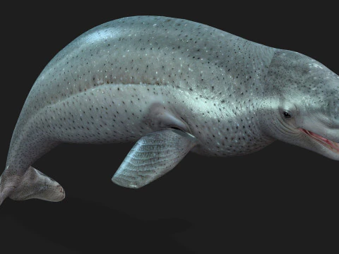 Beluga 3D Model