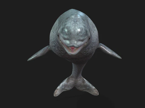 Beluga 3D Model