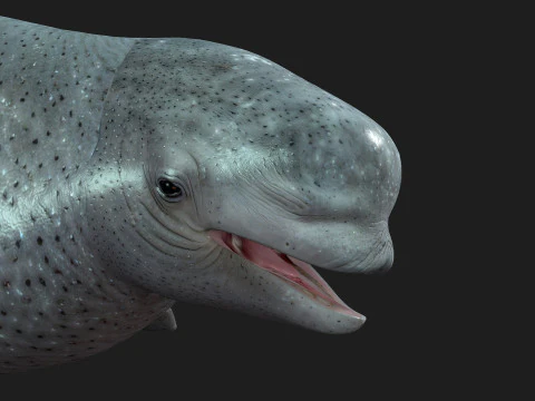 Beluga 3D Model