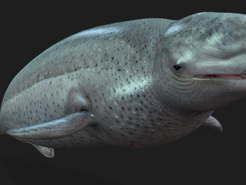 Beluga 3D Model
