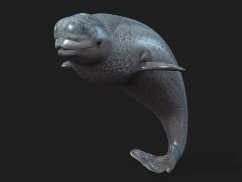 Beluga 3D Model