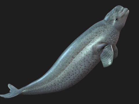 Beluga 3D Model