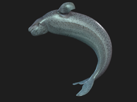 Beluga 3D Модель