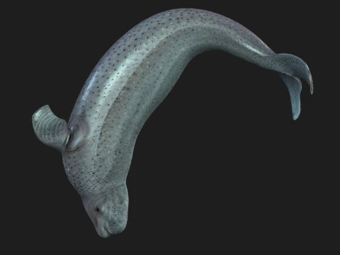 Beluga 3D Model