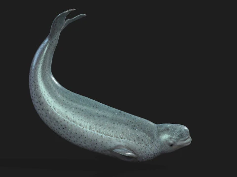 Beluga 3D Model