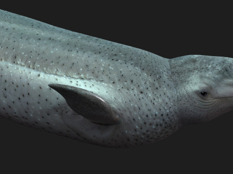 Beluga 3D Модель