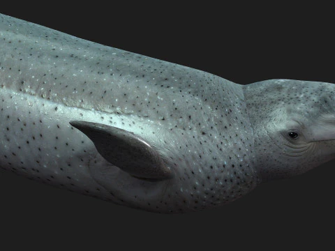 Beluga 3D Model