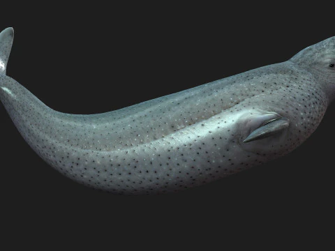 Beluga 3D Model