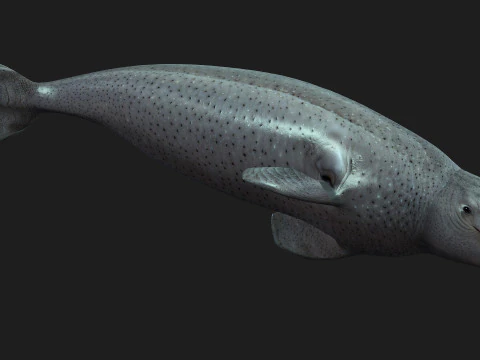 Beluga 3D Model
