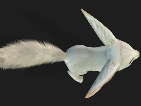 FoxB3 Model 3D