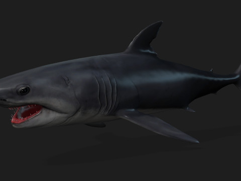 Shark-A1 3D 模型