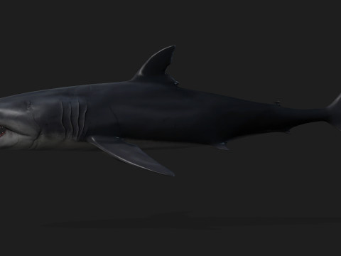 Shark-A1 3D 模型