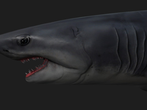 Shark-A1 3D 模型